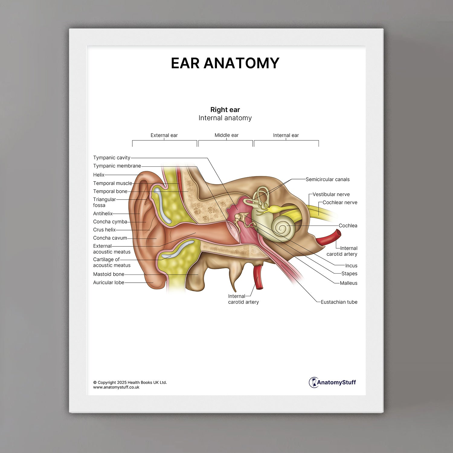 Ear Anatomy Print (Small 8x10")