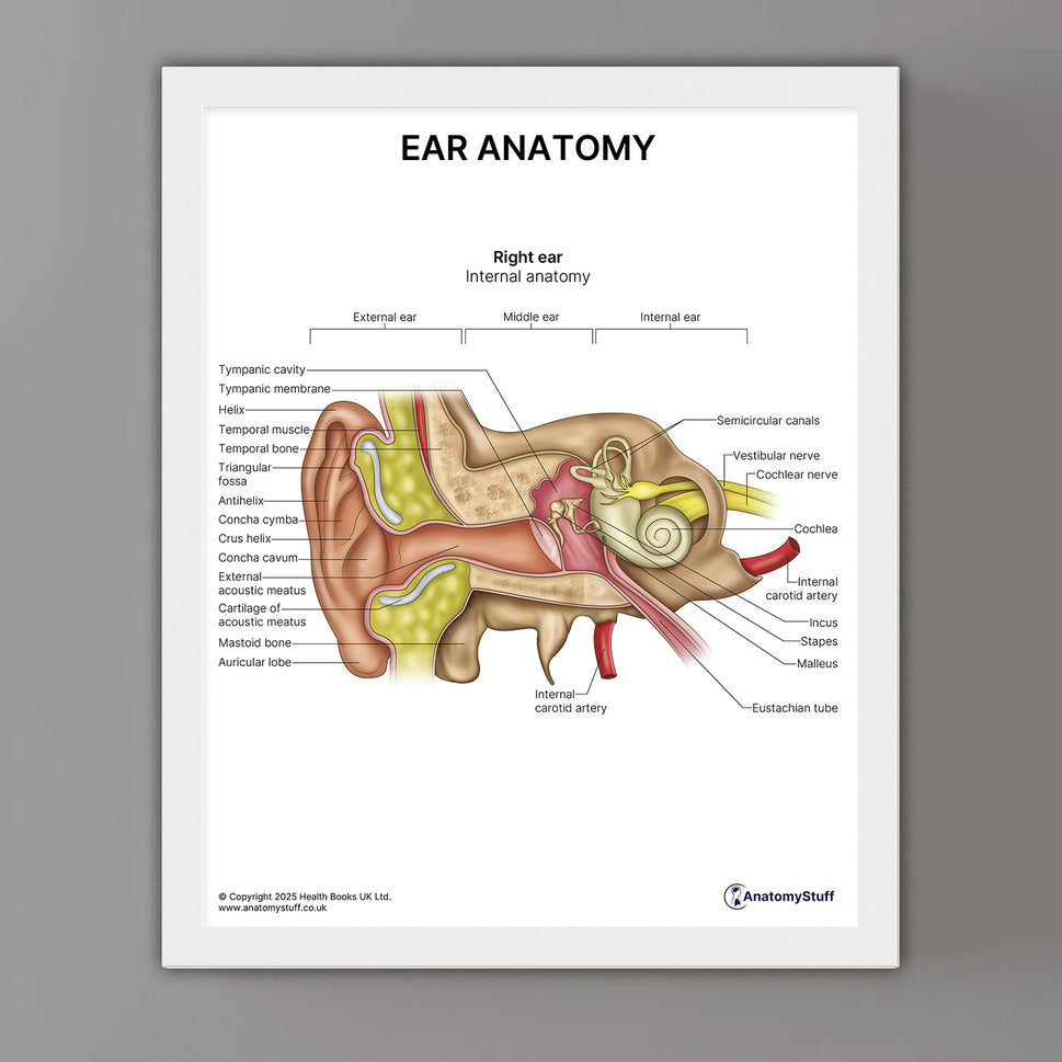 Ear Anatomy Print (Small 8x10")
