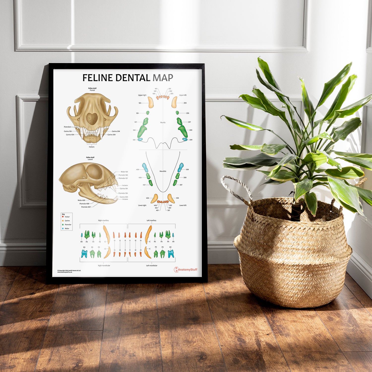 Feline Dental Map Chart / Poster