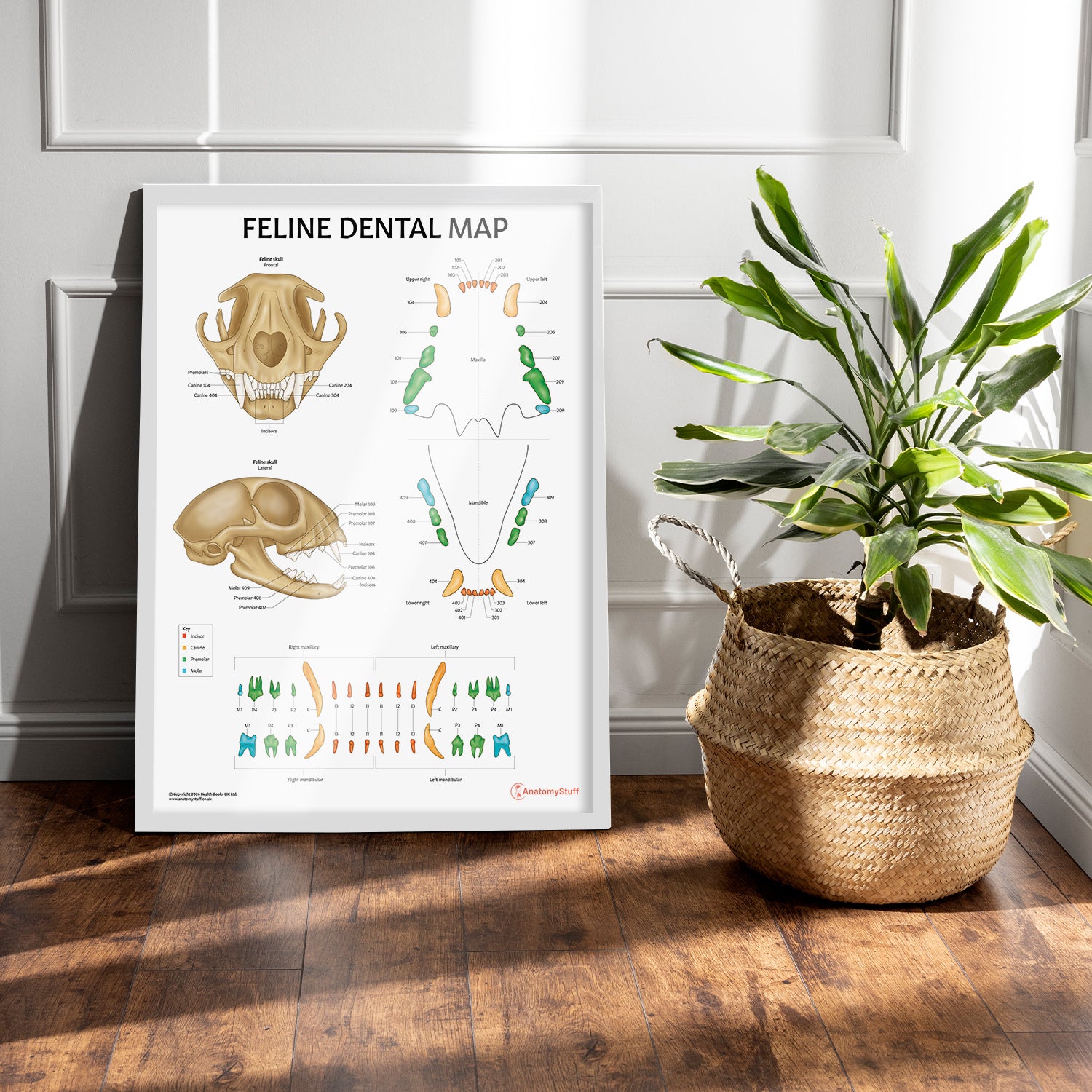 Feline Dental Map Chart / Poster