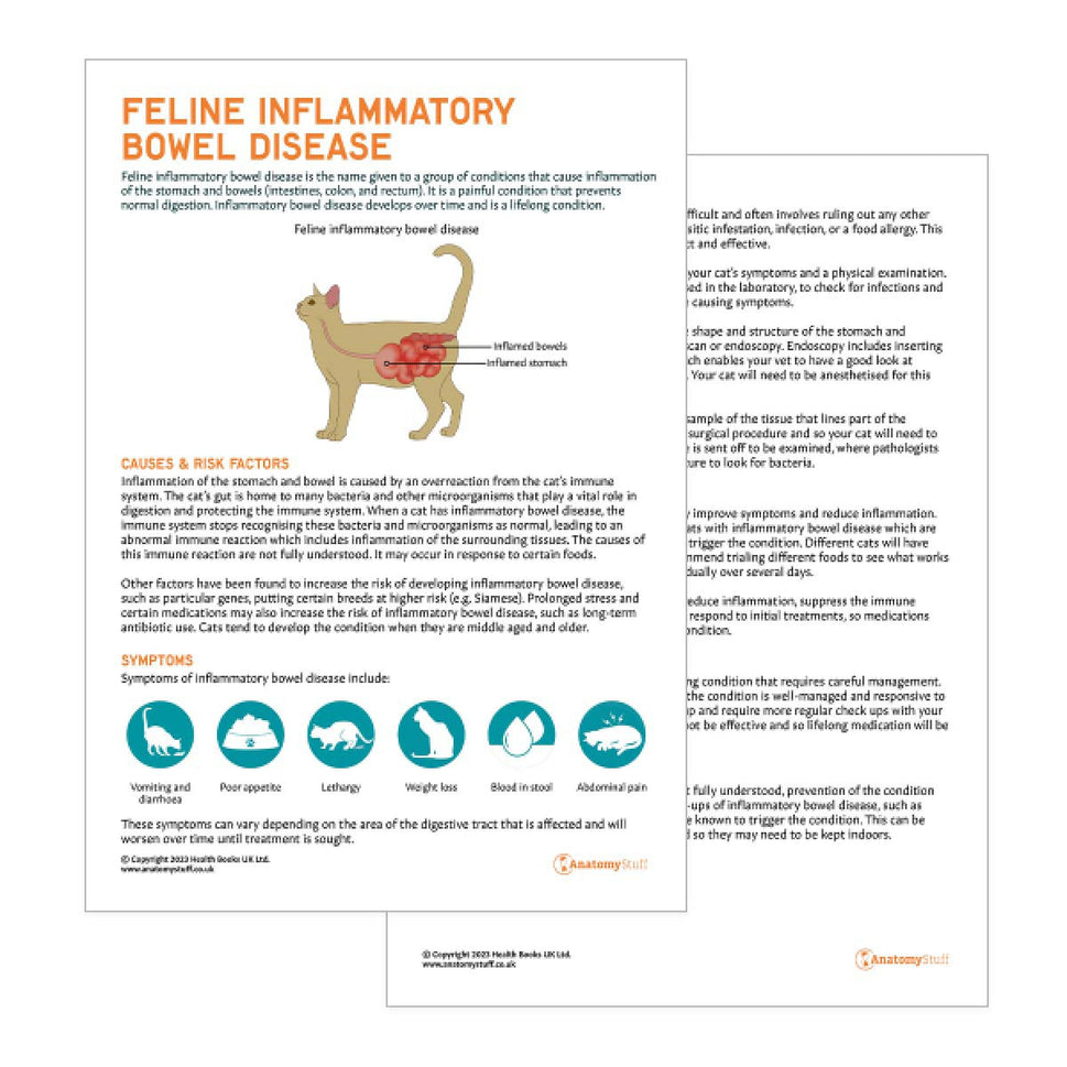 Feline Inflammatory Bowel Disease Pet Owner Education Handout (Printable PDF)