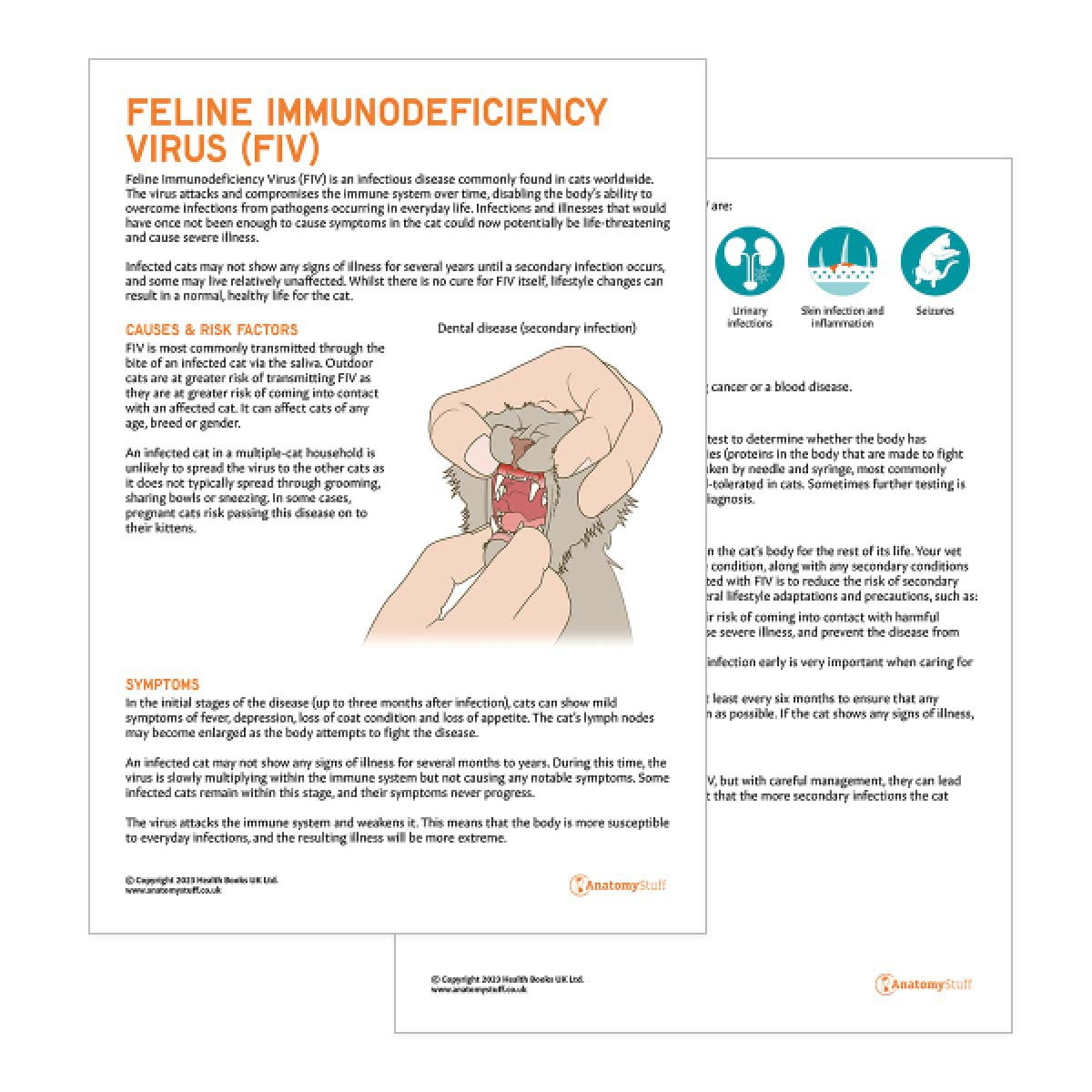 Feline Immunodeficiency Virus Pet Owner Education Handout (Printable PDF)