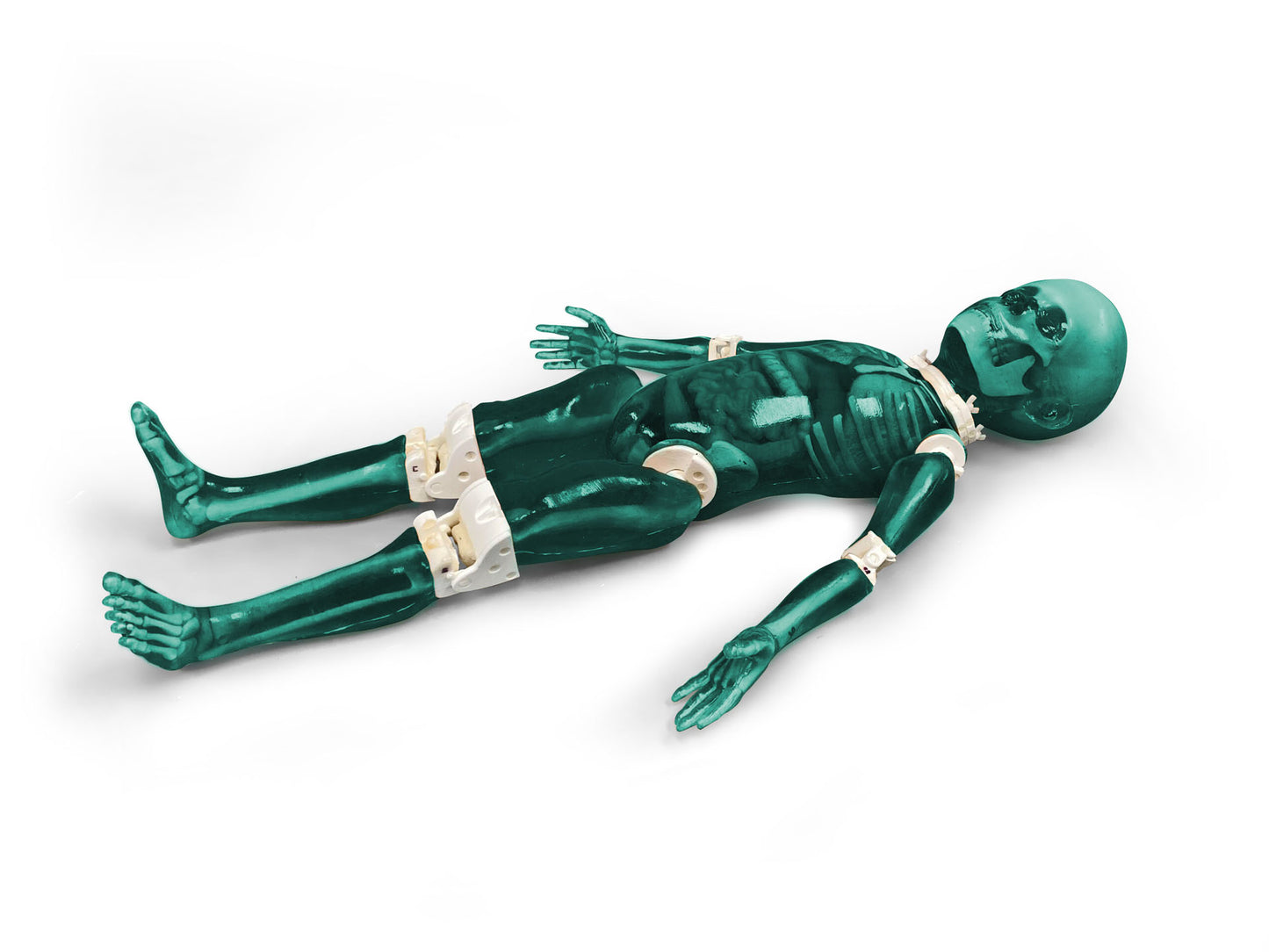 FLP01 Child Full Body Imaging Phantom, for X-Ray CT, MRI FLP02  Child Full Body Imaging Phantom, for X-Ray CT, Ultrasound
