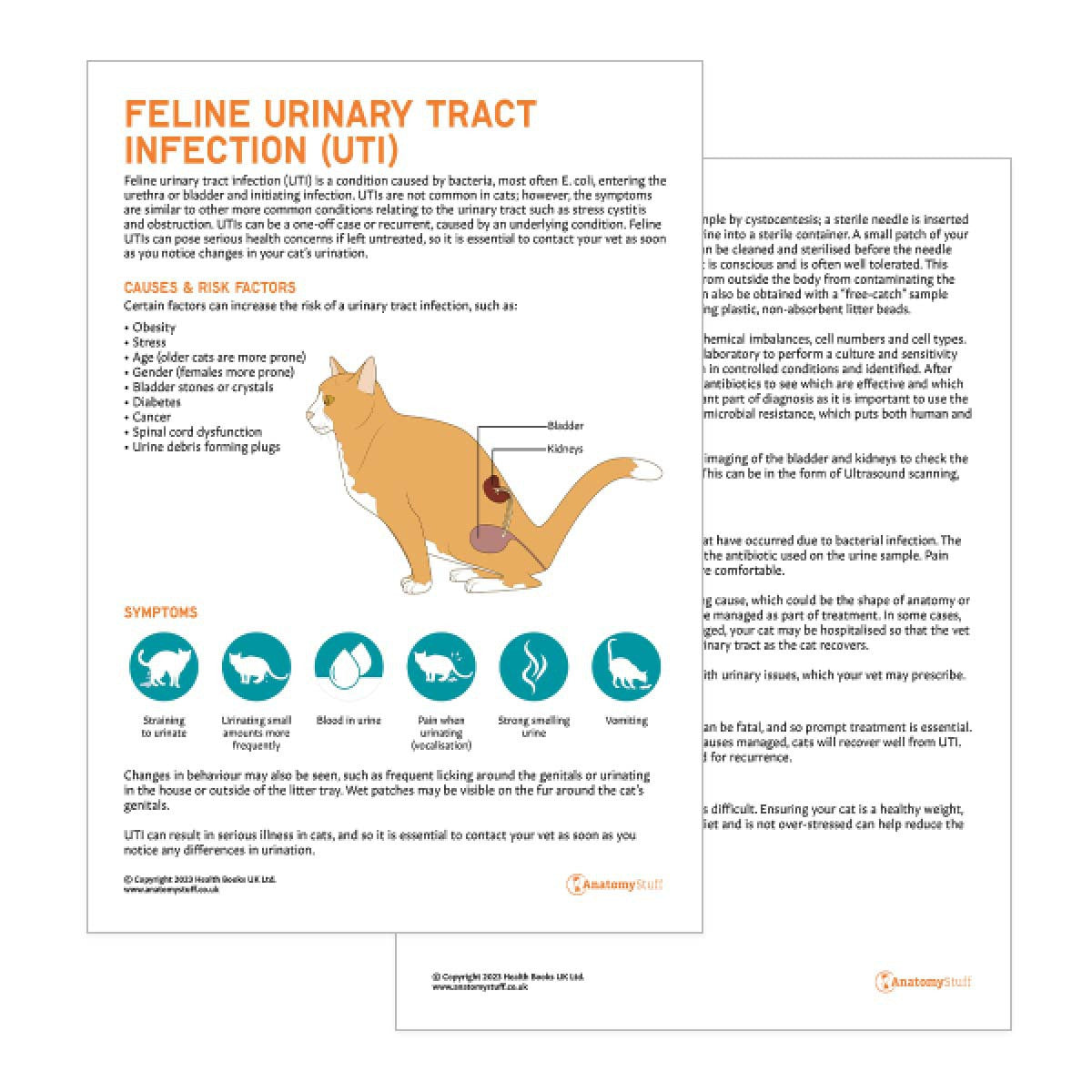 Feline Urinary Tract Infection Pet Owner Education Handout (Printable PDF)