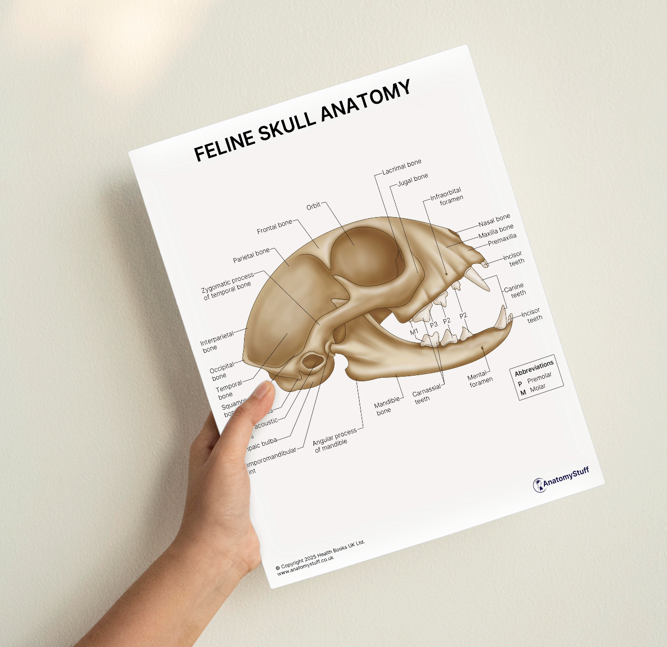 Small Veterinary Anatomy Prints Anatomystuff