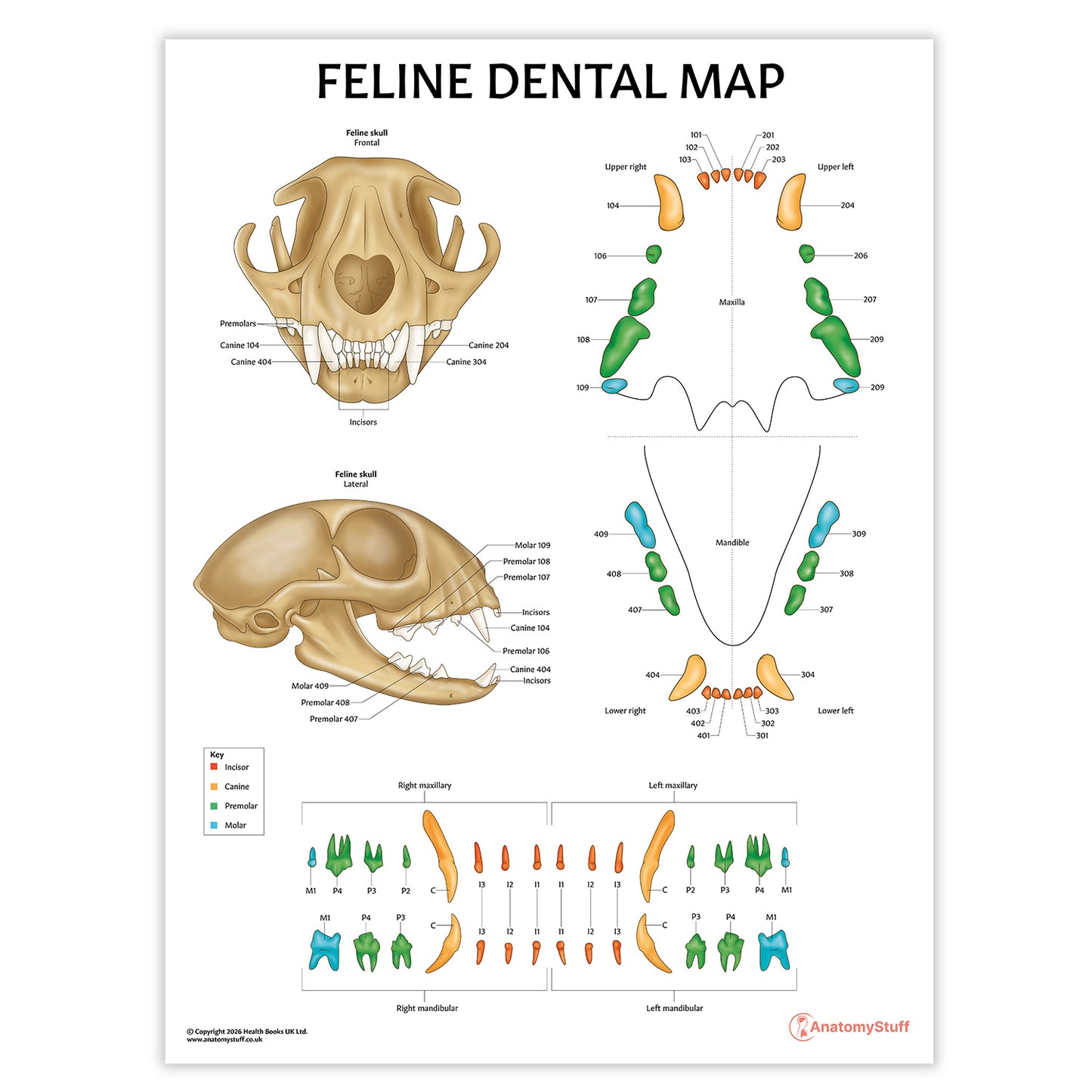 Feline Dental Map Chart / Poster