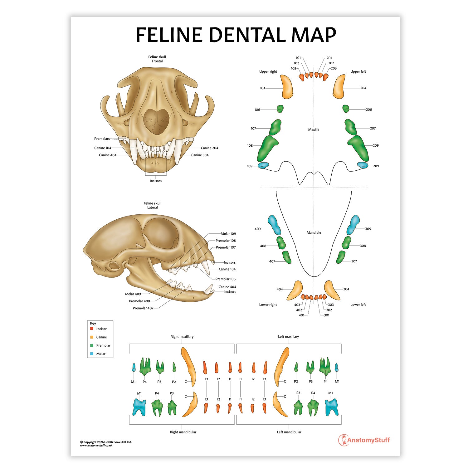 Feline Dental Map Chart / Poster