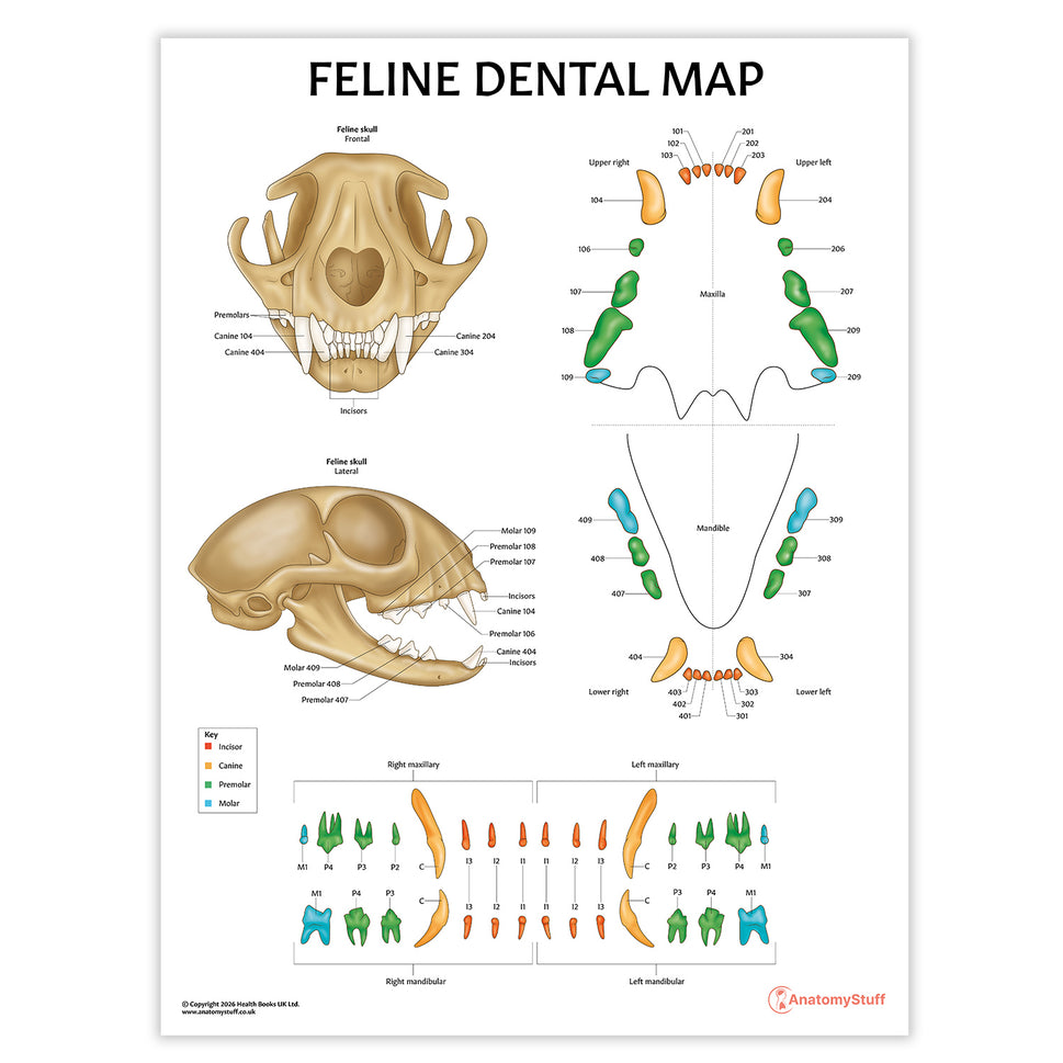 Feline Dental Map Chart / Poster