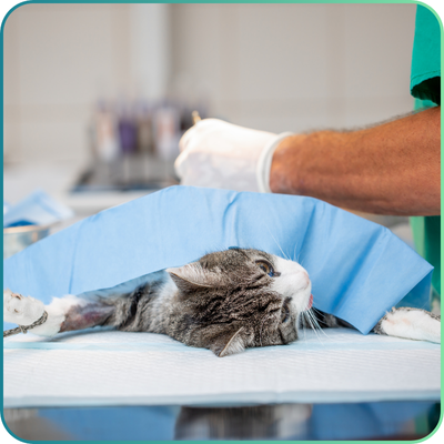 Feline Clinical Skills