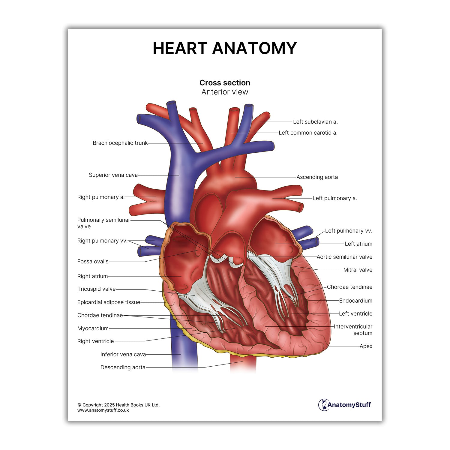 Heart Anatomy Print (Small 8x10")
