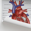 Switch Heart Anatomy Print (Small 8x10&quot;) 3 image