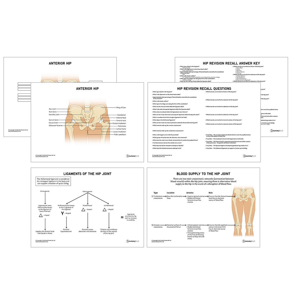 Hip Basicplus Chart.pdf Printable Hip Anatomy Revision Guide with Ligaments & Blood Supply ...