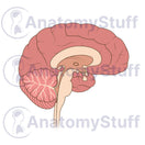 Switch Brain Cross Section Illustration 2 image