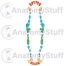 Switch Canine Dental Map Illustration 2 image