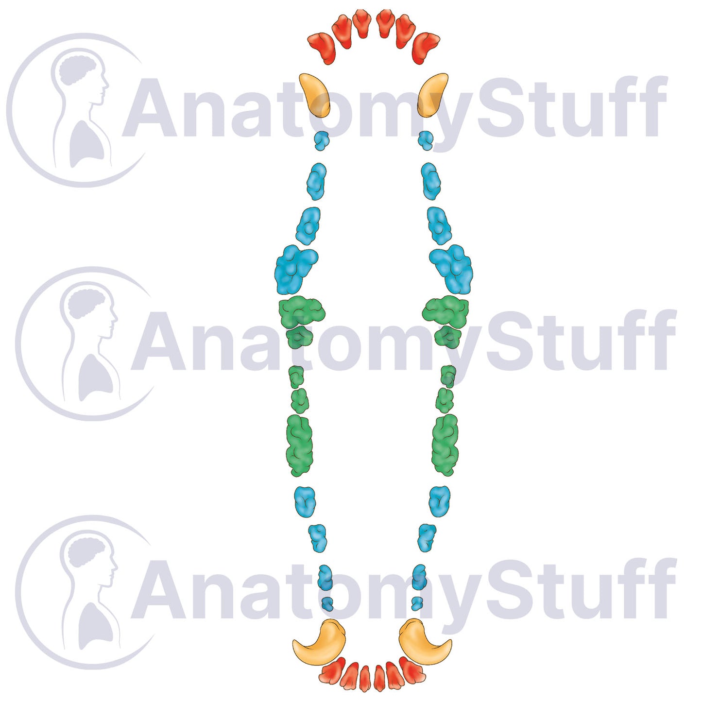 Canine Dental Map Illustration