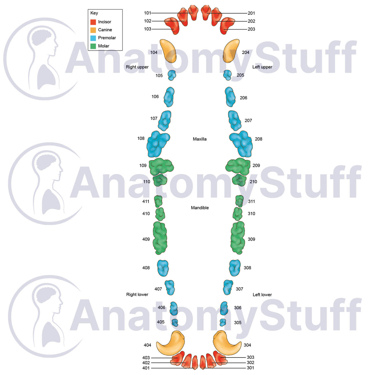 Canine Dental Map Medical Illustration | Dog Tooth Anatomy Stock Image ...