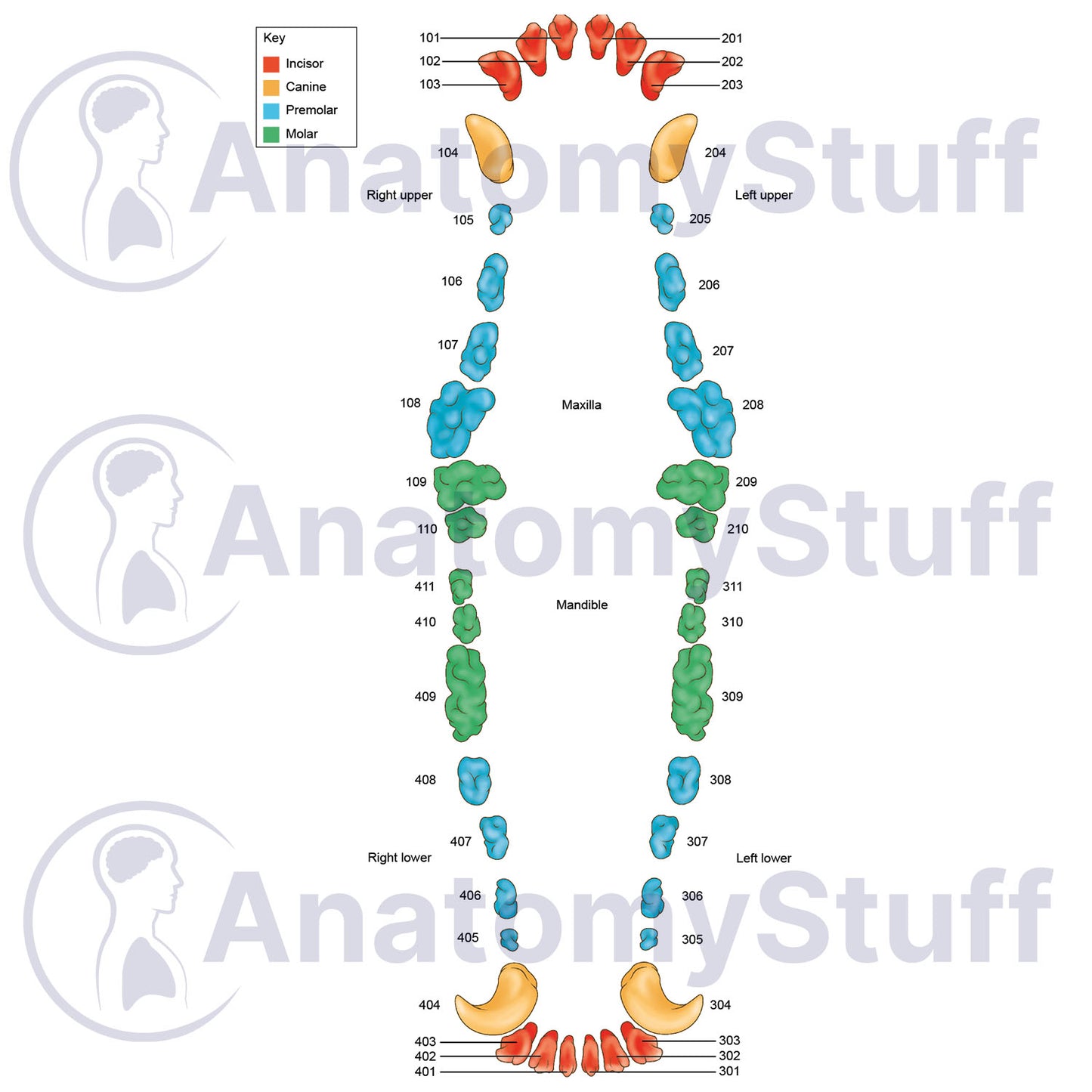 Canine Dental Map Illustration
