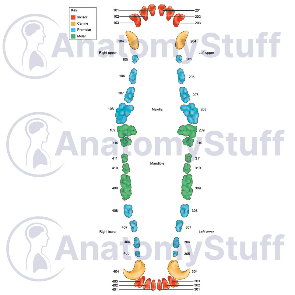 Canine Dental Map Illustration