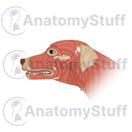 Switch Canine Facial Muscles Illustration 2 image