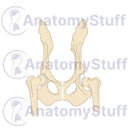 Switch Canine Hip Dysplasia Illustration 2 image