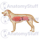 Switch Canine Internal Organs Illustration 1 image