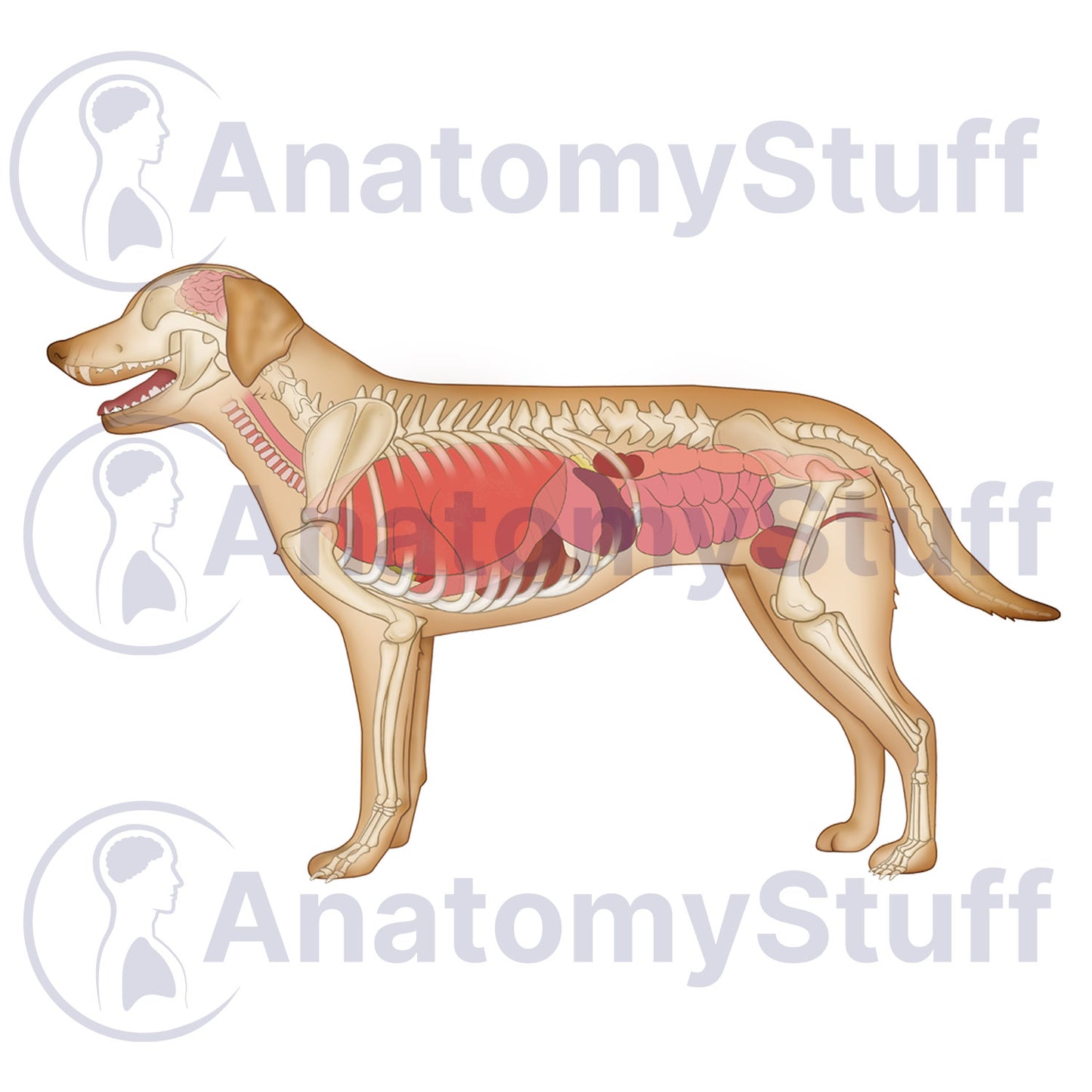 Canine Internal Organs Illustration