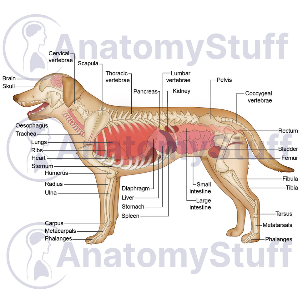 Canine Internal Organs Illustration