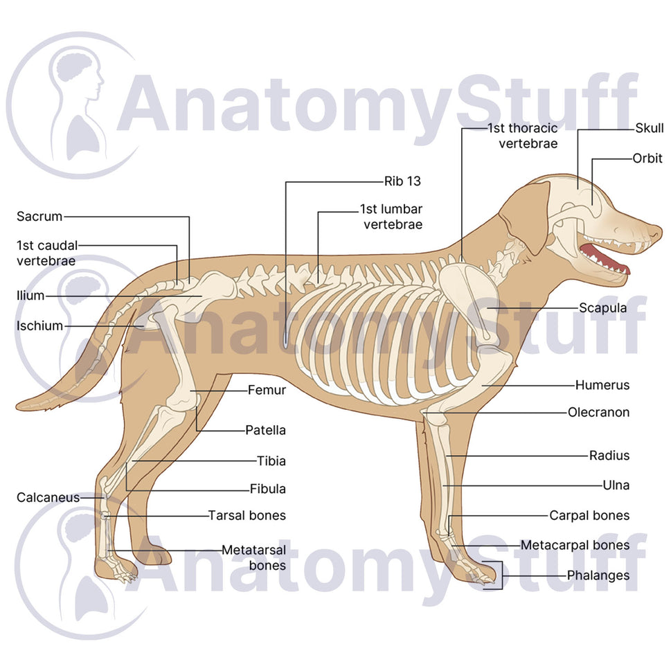 Canine Skeleton Illustration