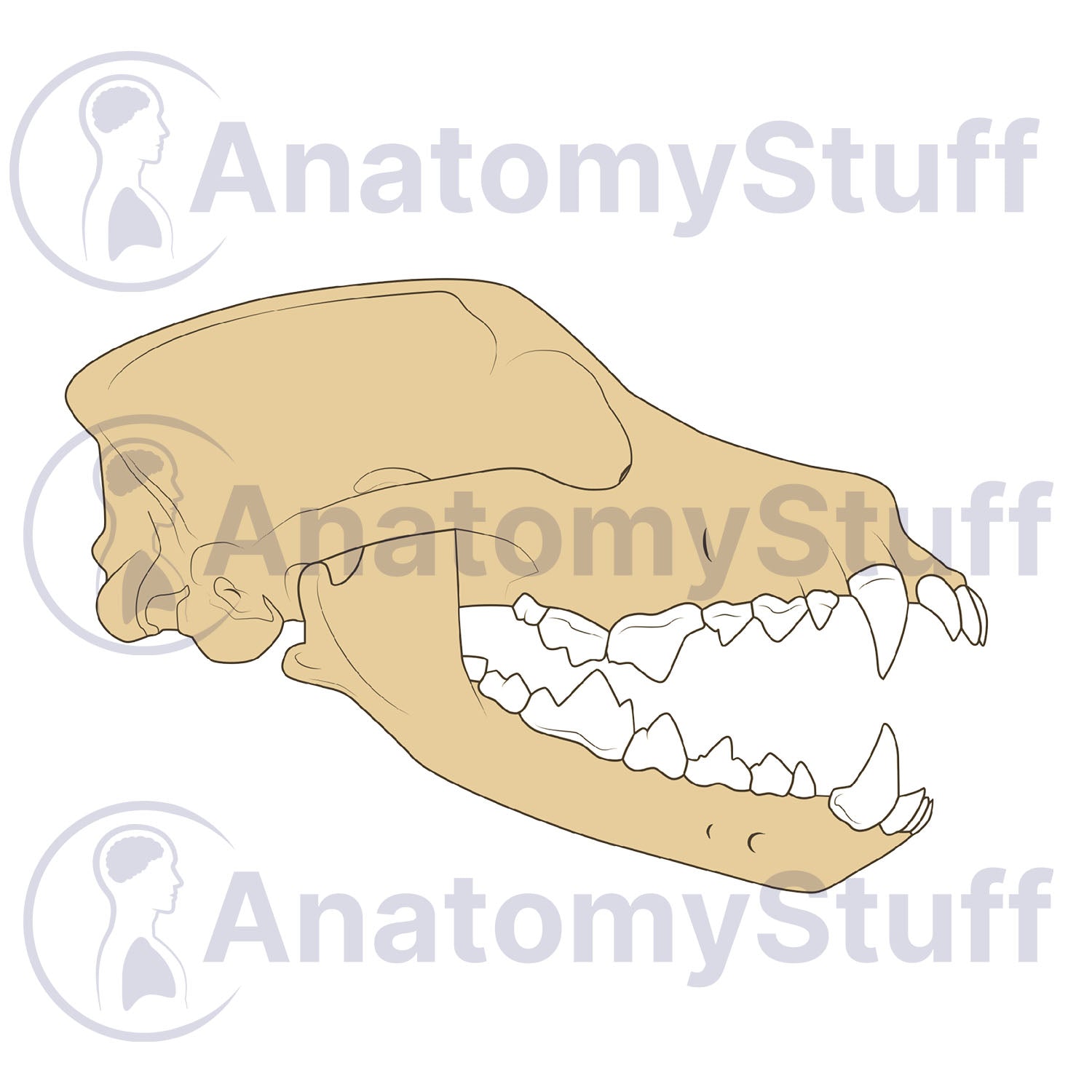 Canine Lateral Skull Illustration