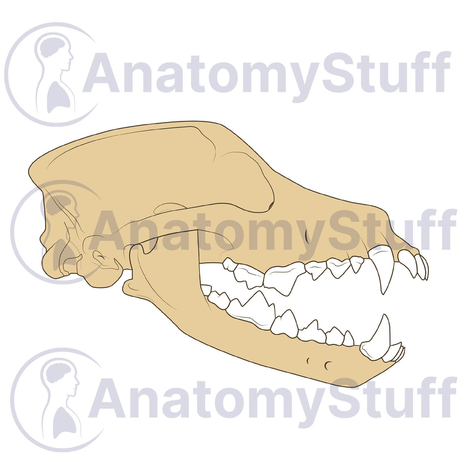 Canine Lateral Skull Illustration