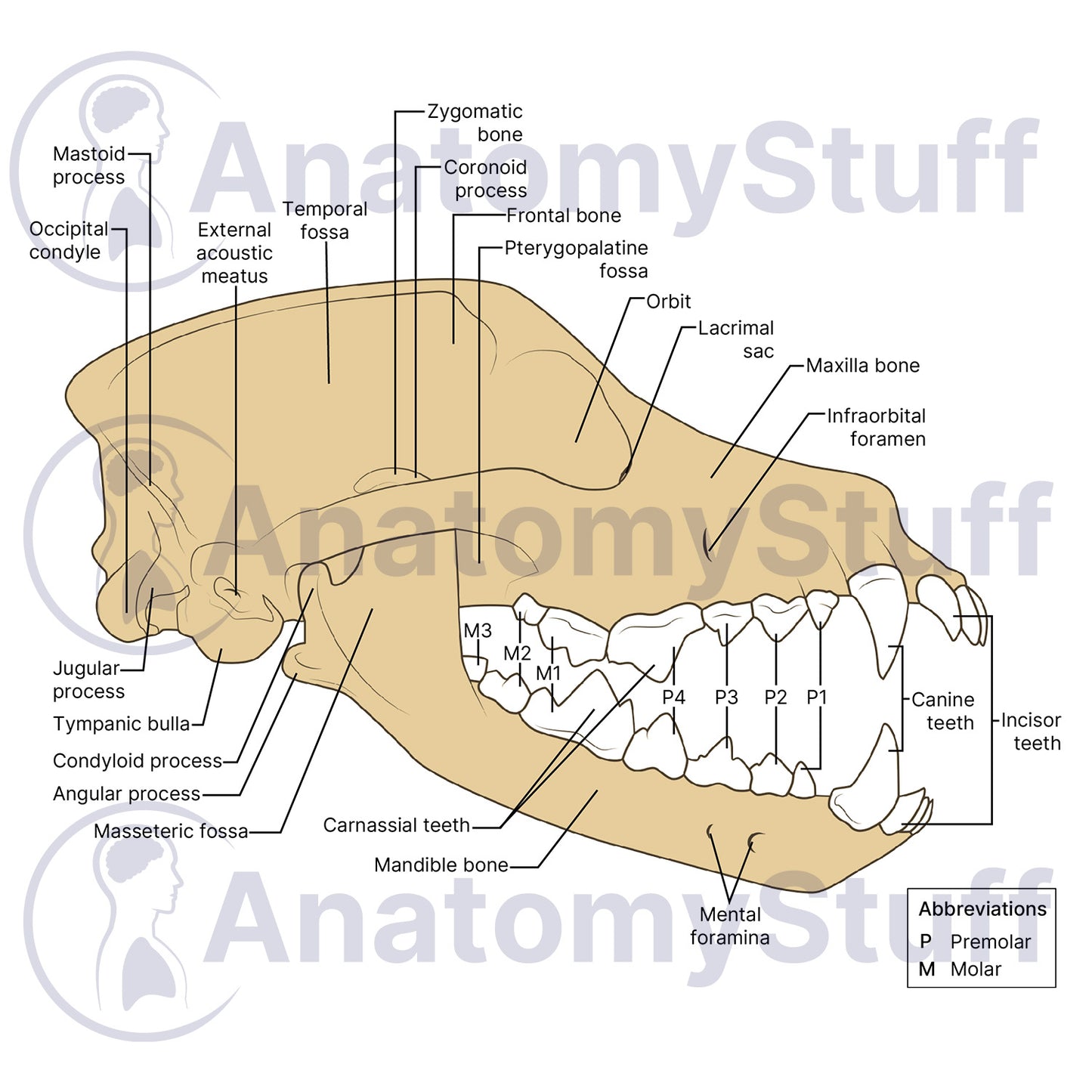 Canine Lateral Skull Illustration