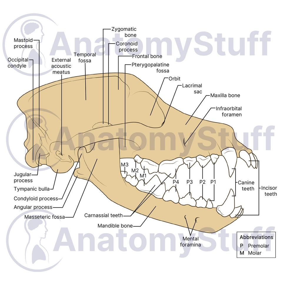 Canine Lateral Skull Illustration