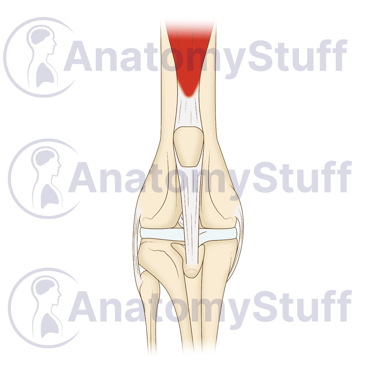 Canine Craniocaudal Stifle Joint Illustration