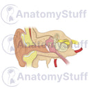 Switch Internal Ear Illustration 2 image