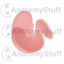 Switch Equine Stomach Illustration 2 image