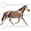 Switch Equine Skeleton Illustration 1 image