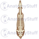 Switch Equine Dorsal Skeleton Illustration 2 image