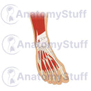 Switch Foot and Ankle Illustration 2 image
