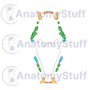 Switch Feline Dental Map Illustration 2 image