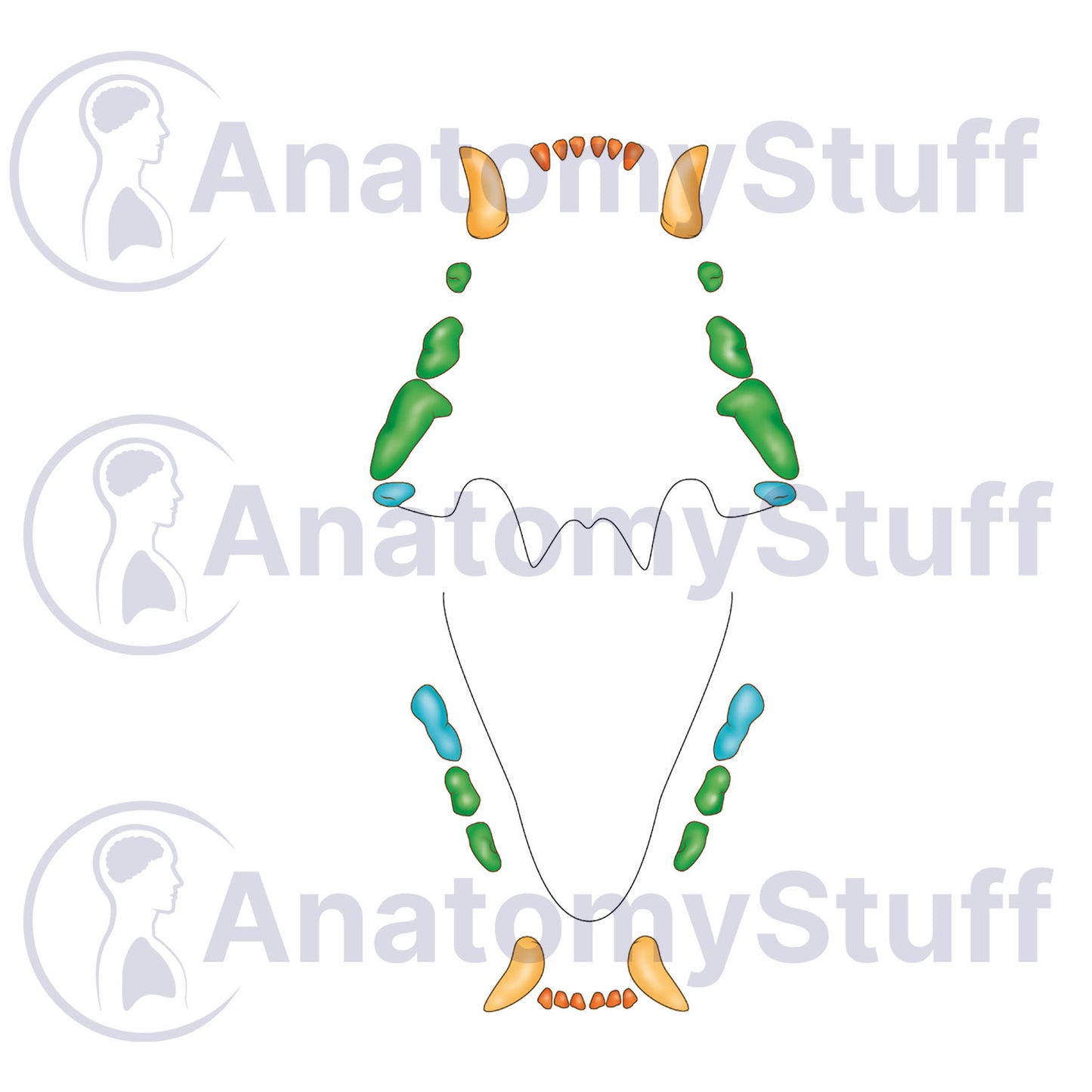 Feline Dental Map Illustration