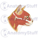Switch Feline Facial Muscles Illustration 2 image