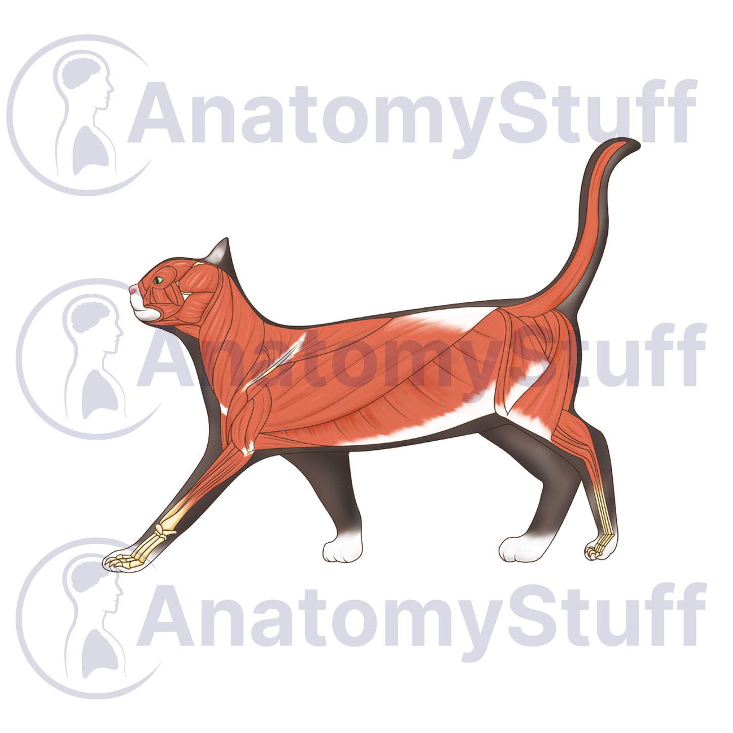 Feline Lateral Muscles Illustration