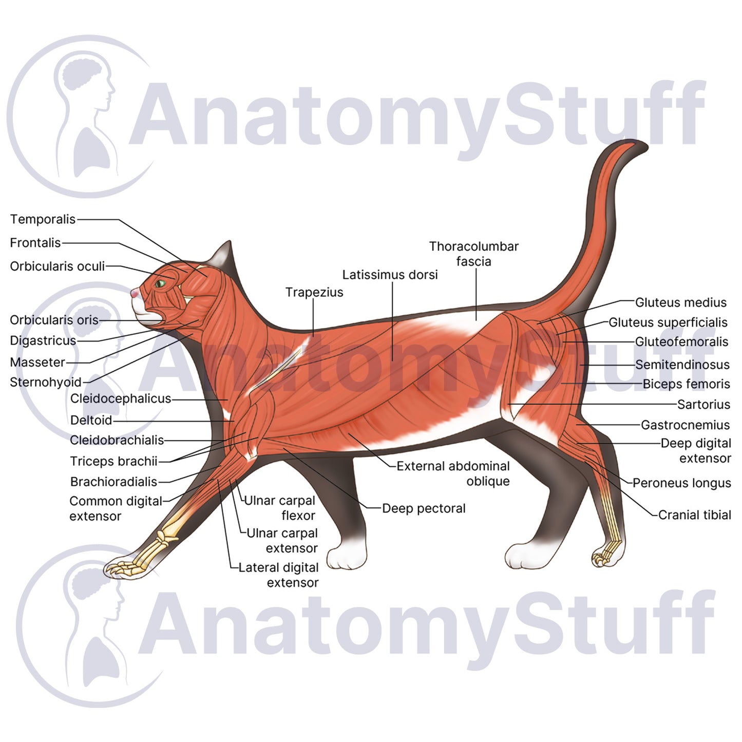 Feline Lateral Muscles Illustration