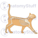 Switch Feline Skeleton Illustration 2 image