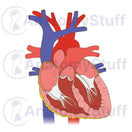 Switch Heart Cross Section Illustration 2 image