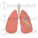 Switch Lung Illustration 2 image