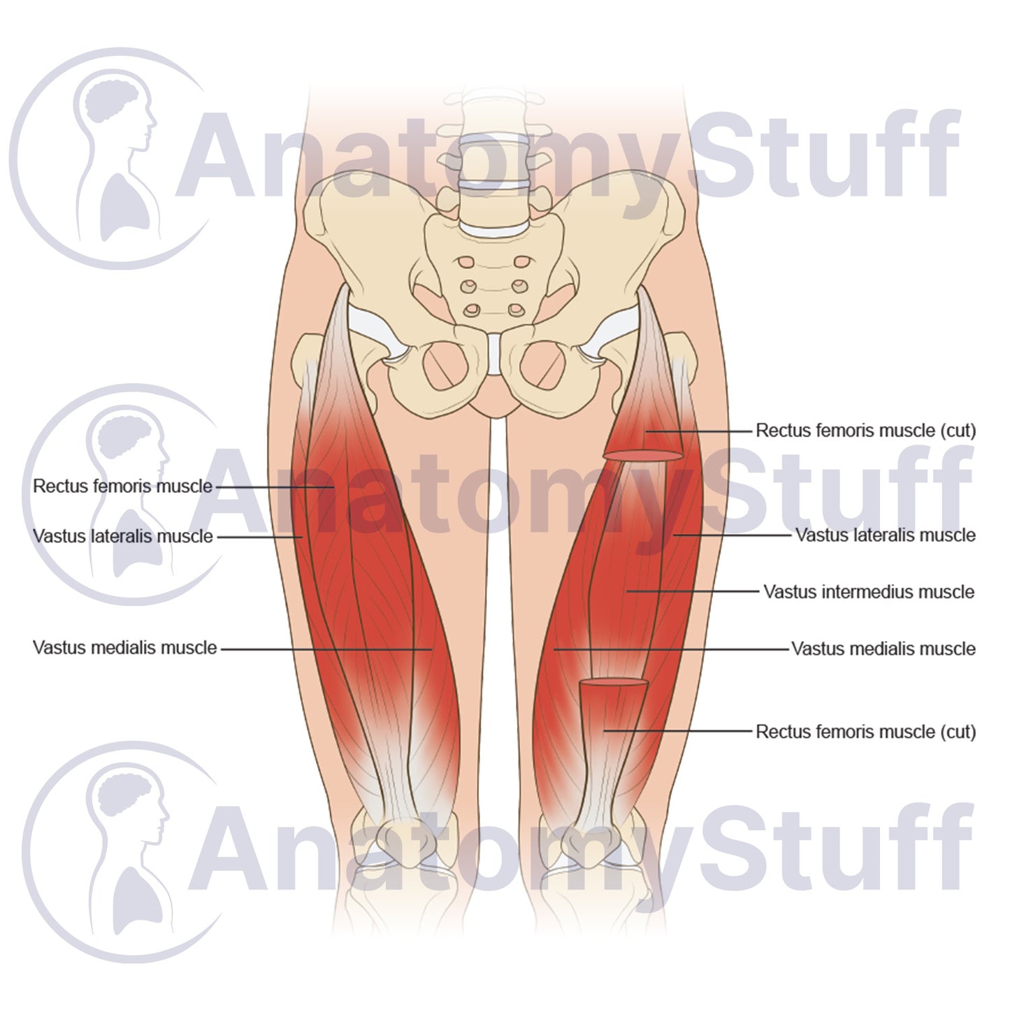 Quadriceps Muscles Illustration