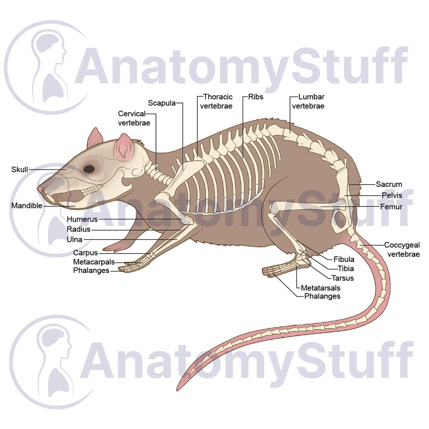 Rat Skeleton Illustration