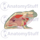 Switch Tree Frog Internal Organs Illustration 2 image