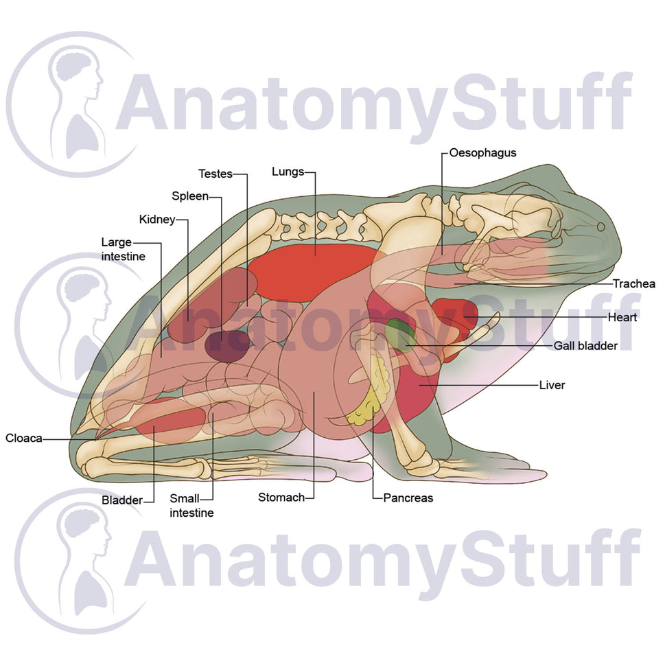 Tree Frog Internal Organs Illustration